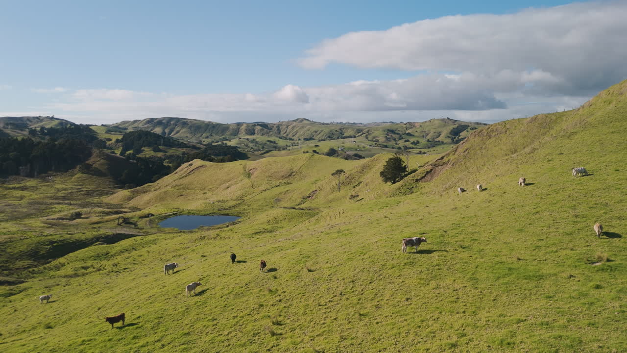 Rolling Hills and Cows