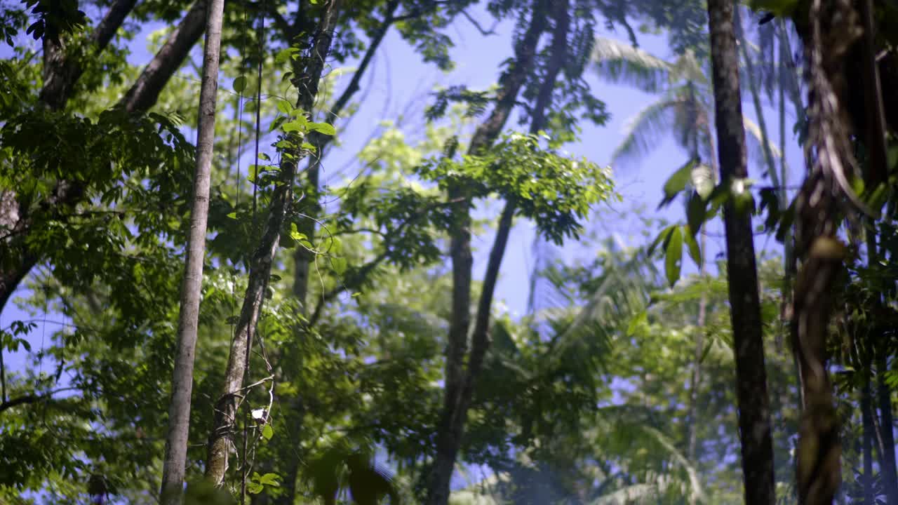 Lush Green Jungle Scene