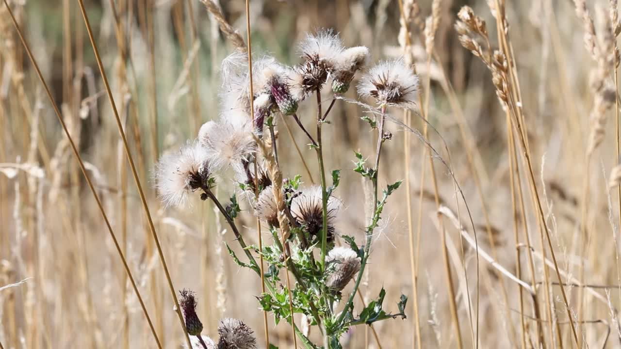 A Thistle in seed amongst long dry grasses in Summer. UK