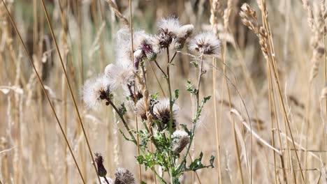 a thistle in seed amongst long dry grasses in summer. uk