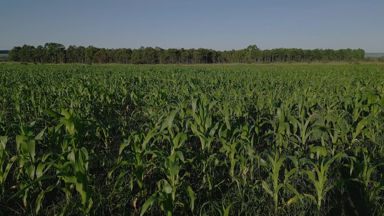 Young maize cultivation with mechanized crop rows and eucalyptus forestry backdrop in Rio Preto Rural Nucleus Planaltina Brasília Distrito Federal Brazil, drone hovering aerial shot