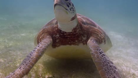 tortuga 53
