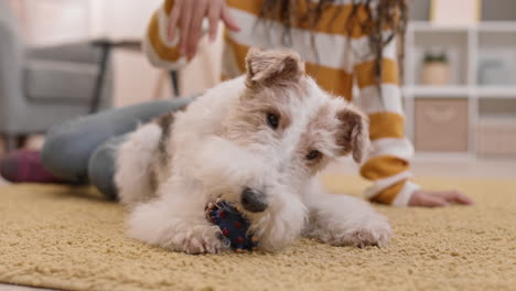 dog chewing toy on floor