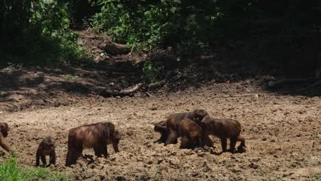 Alimentándose-De-Minerales-Durante-Un-Caluroso-Día-De-Verano-Mientras-Excavan-En-Barro-Endurecido-Fuera-Del-Bosque,-Macaco-Arctoides-De-Cola-Muñón,-Tailandia