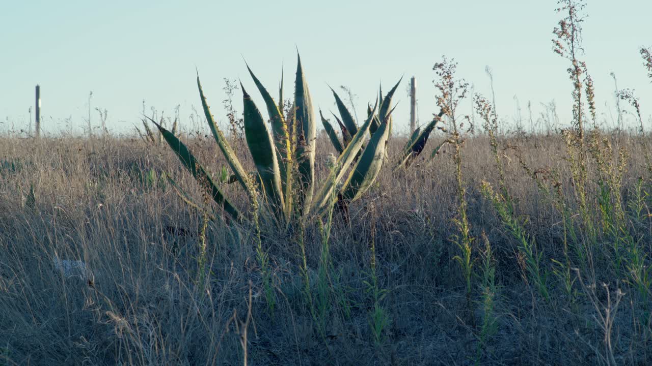 Static shot of some large aloe vera plants on a dry field
