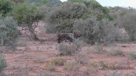 Tierras-Bajas-Salvajes-Nyala-Tragelaphus-Angasii-En-El-Monte-Sudáfrica