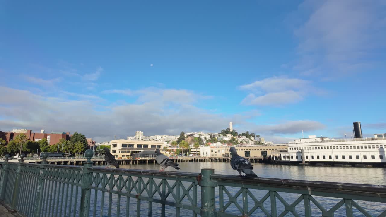 Pigeons with Coit Tower of San Francisco in the background