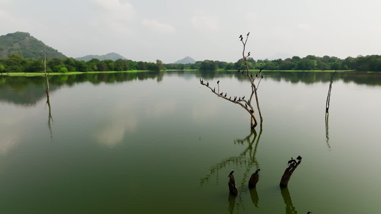 Sri Lanka aerial of a calm lake with many birds perched on bare tree branches, forested shoreline and layered hills in the background with soft cloud reflections