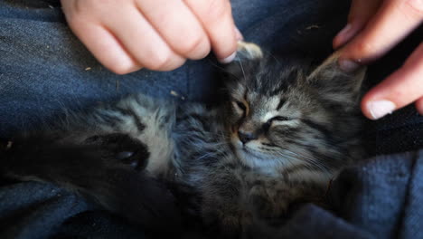 close up of patient kitty gets ears played with by human