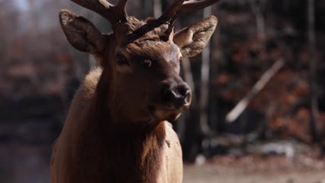 elk bulk walks by camera very closeup unreal