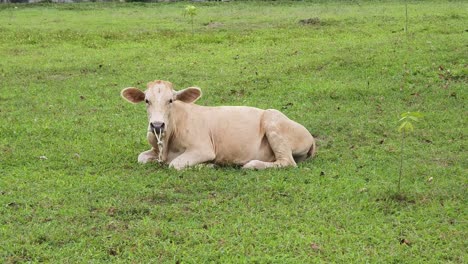 a light beige cow resting in a grassy field