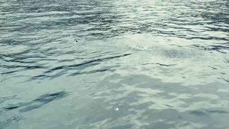 dolphins jumping out of the water, aerial orbit view