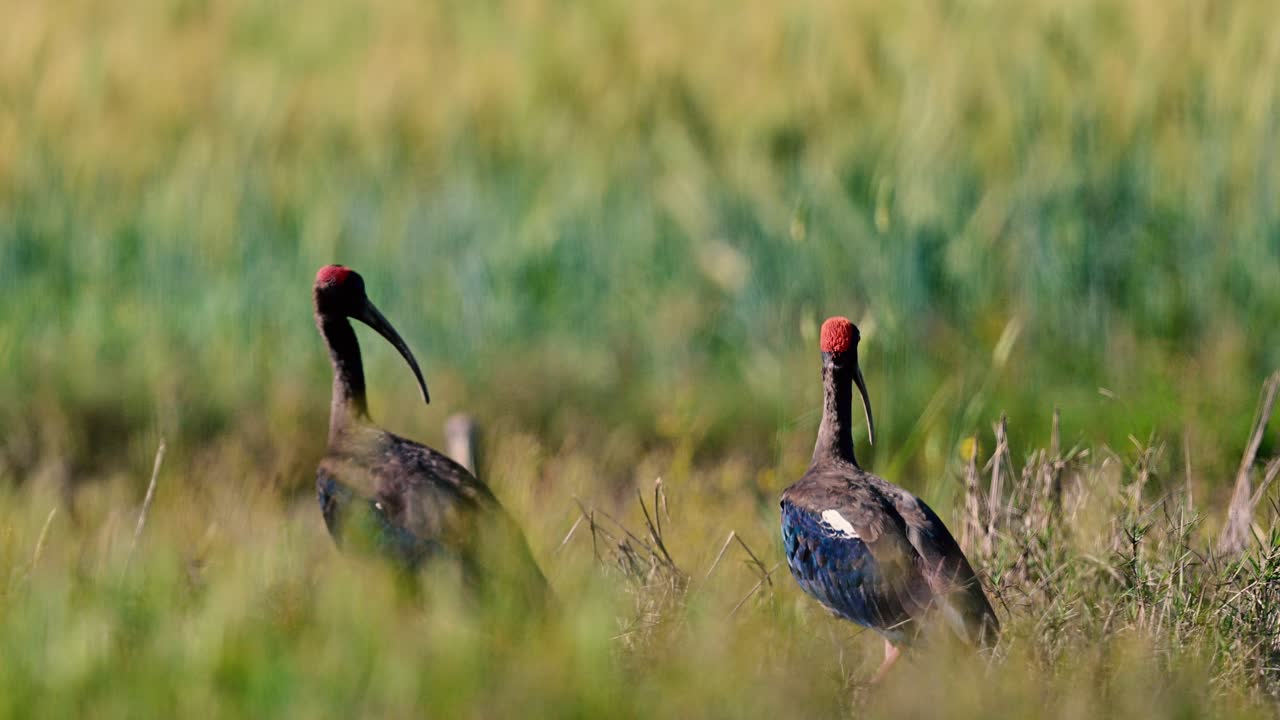 Soft sunlight illuminating glossy dark plumage against bright green cultivated field textures