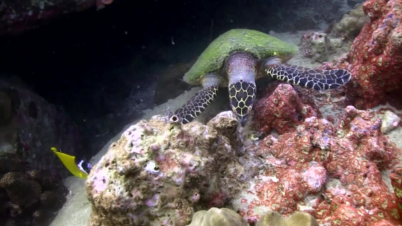 4를 먹는 대모 거북