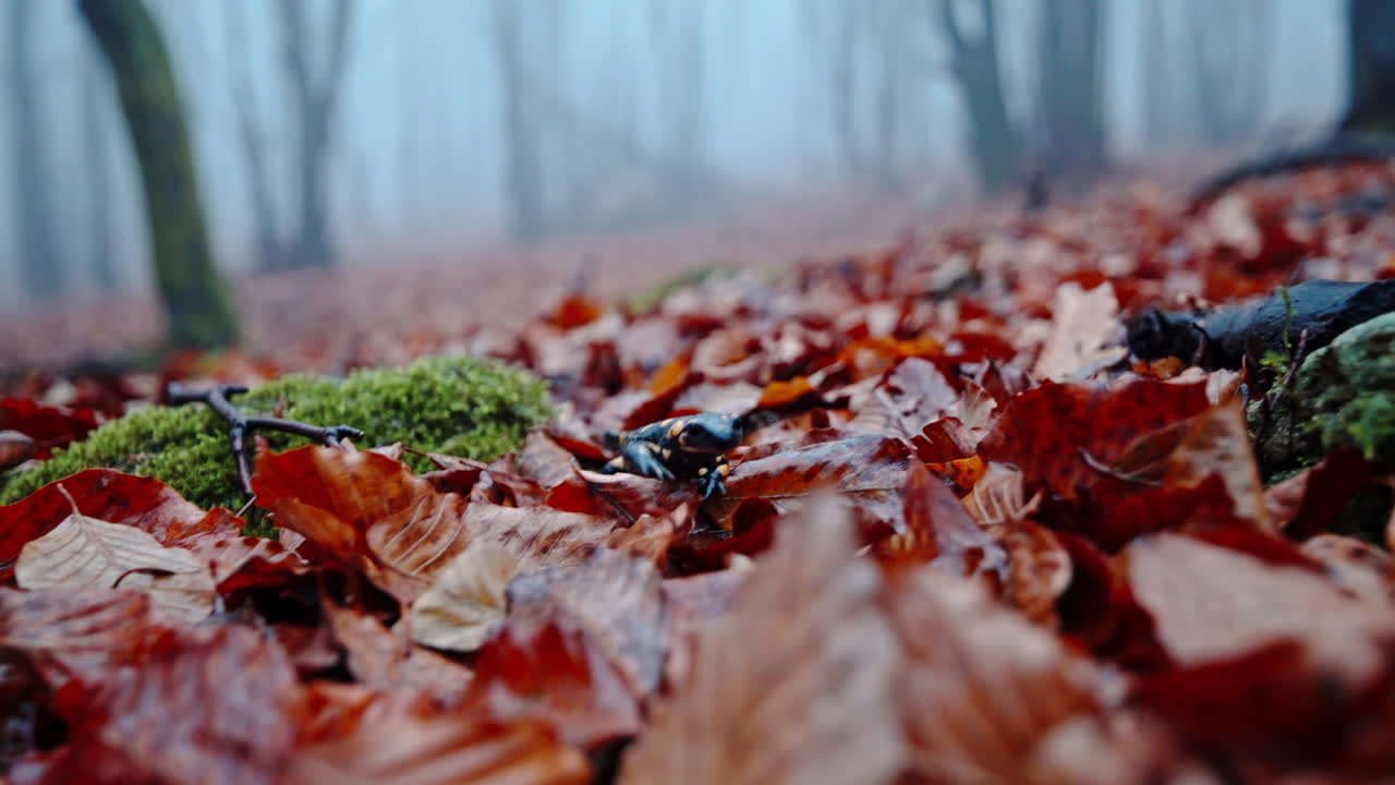 Forest ground in mist, autumn leaves, moss, fire salamander crawl, low tracking, calm mood