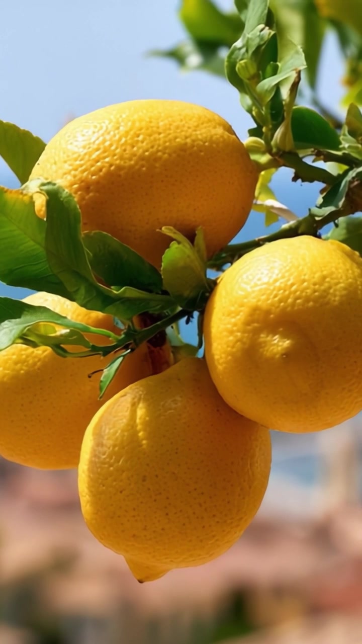 Limoni gialli vivaci che pendono da un albero verde lussureggiante, mettendo in mostra la loro freschezza e succosità contro uno sfondo naturale sfocato.