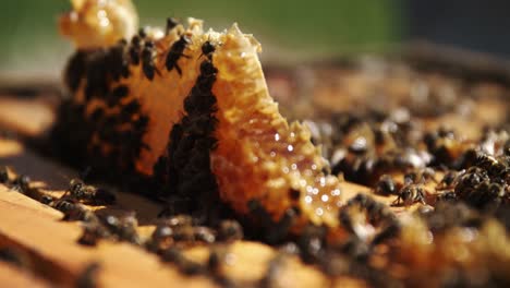 Primer-Plano-Del-Marco-De-Abeja-Cubierto-De-Abejas.