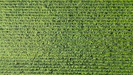 aerial image of wind blowing across a cornfield