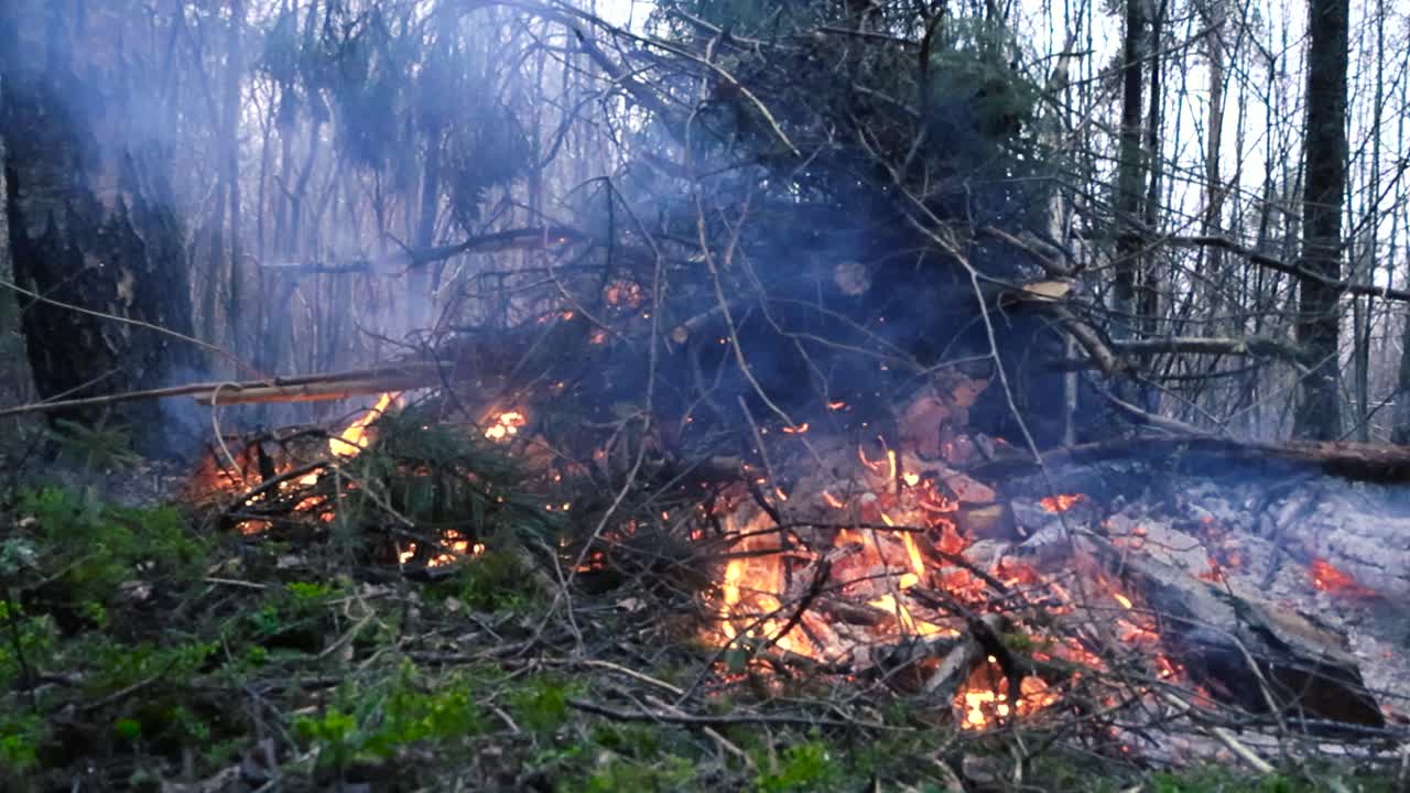 Large vibrant orange and yellow fire or bonfire burning in a mossy damp autumn or winter forest with new twigs, branches and forest debris being thrown on it to burn in slow motion. Cloudy weather.