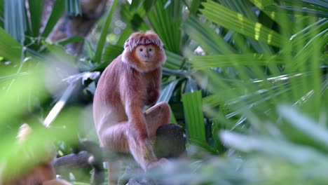 Javan-Langur-Monkey-Scratching-Its-Body-While-Sitting-On-A-Fence