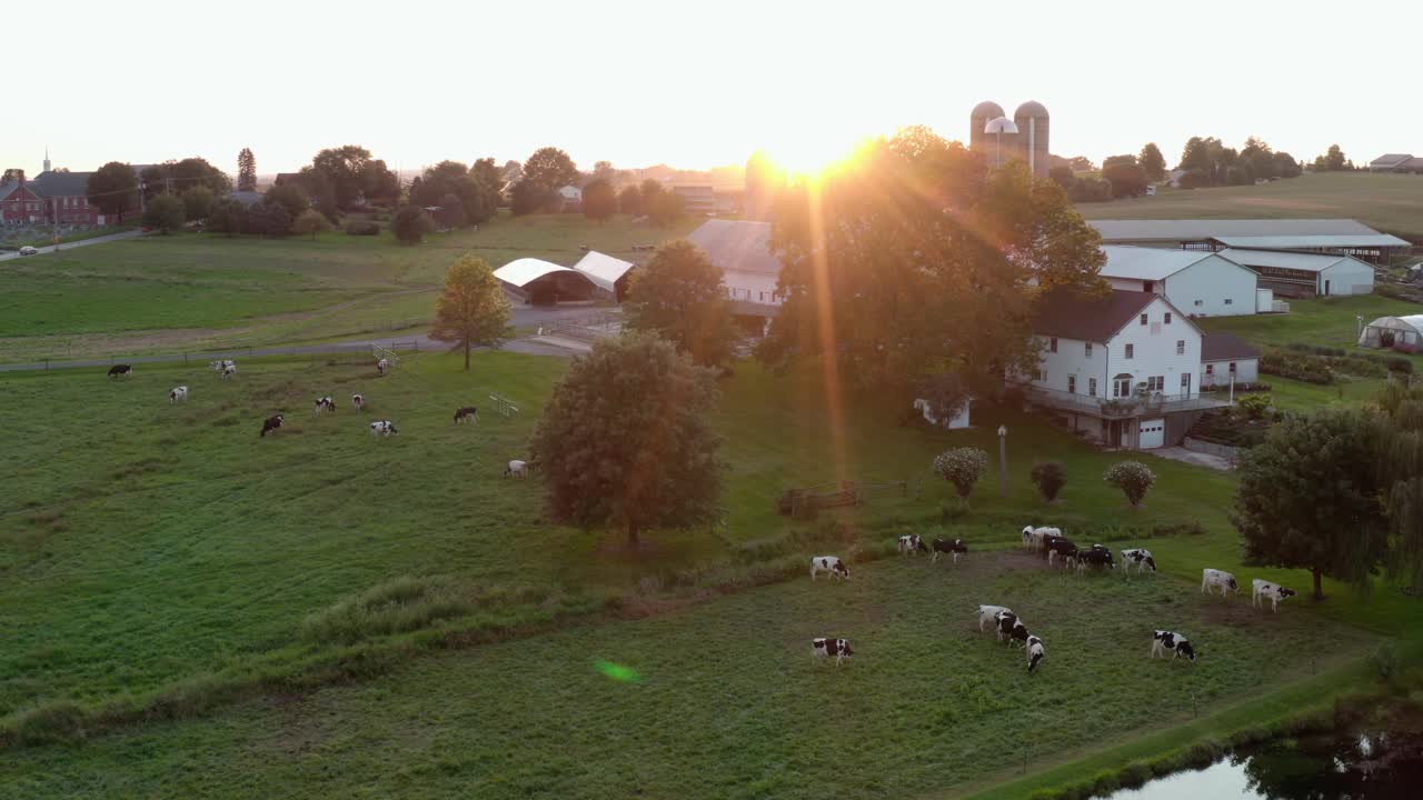 Vacche Holstein pascolano in un prato accanto a uno stagno