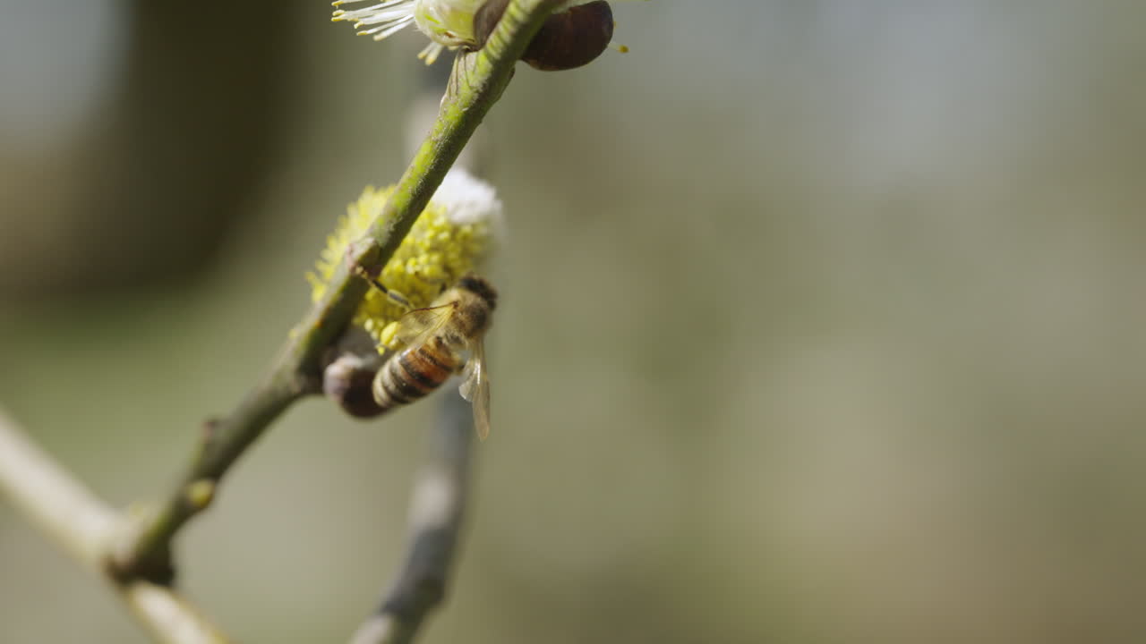 abejas recolectando polen de las flores de los sauces en un soleado día de primavera, capturado en 120 fps de cámara lenta