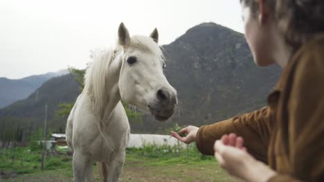 close up footage of a woman feeding the horse with her hands