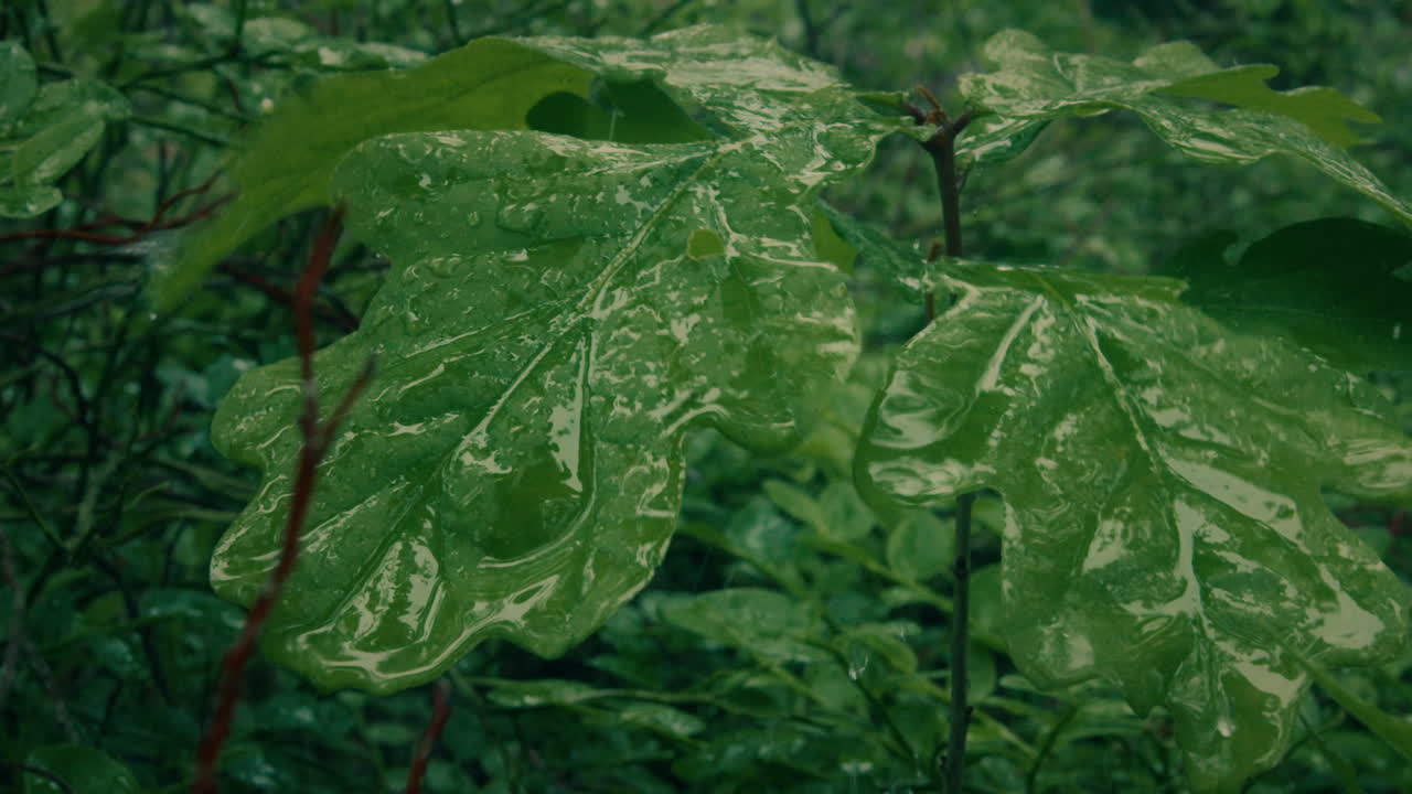 Vista de cerca de gotas de lluvia cayendo sobre grandes hojas verdes de una planta joven en un bosque boreal. 4K.