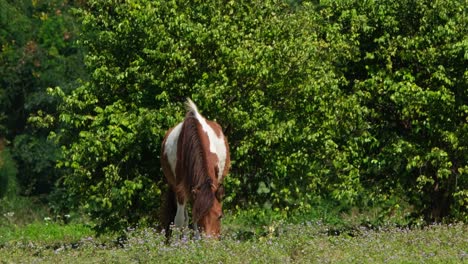 Seen-head-down-eating-grass,-Muak-Klek,-Thailand