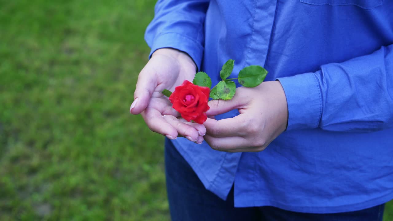 Red rose in the hands of a girl in a blue shirt