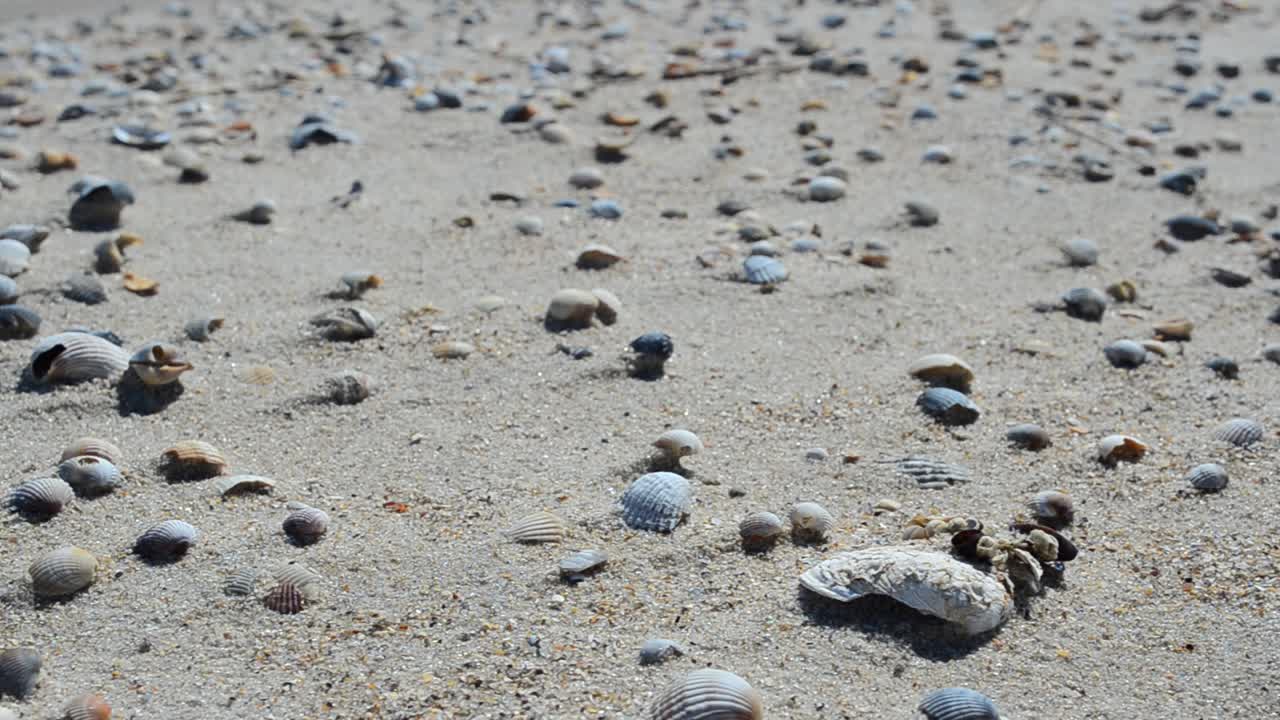 Cockleshells on a beach. Beach plot