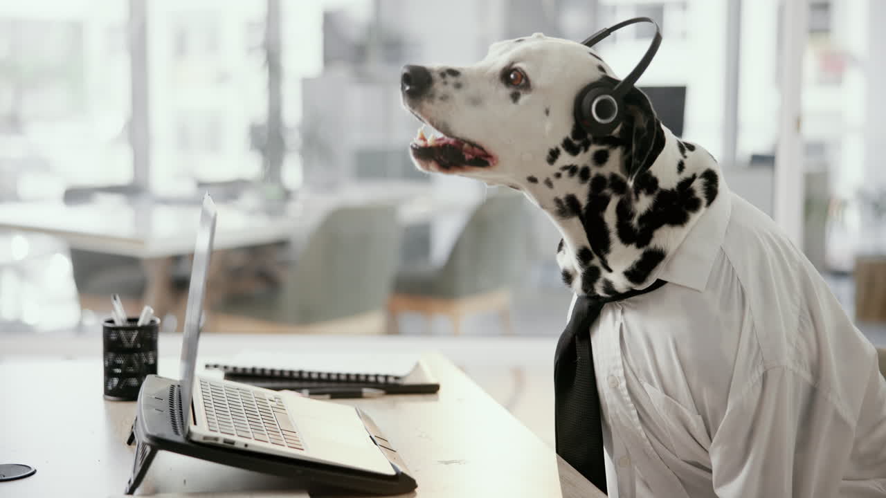 Dalmatian dog in business setting with headset