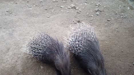 adult porcupines with long needles