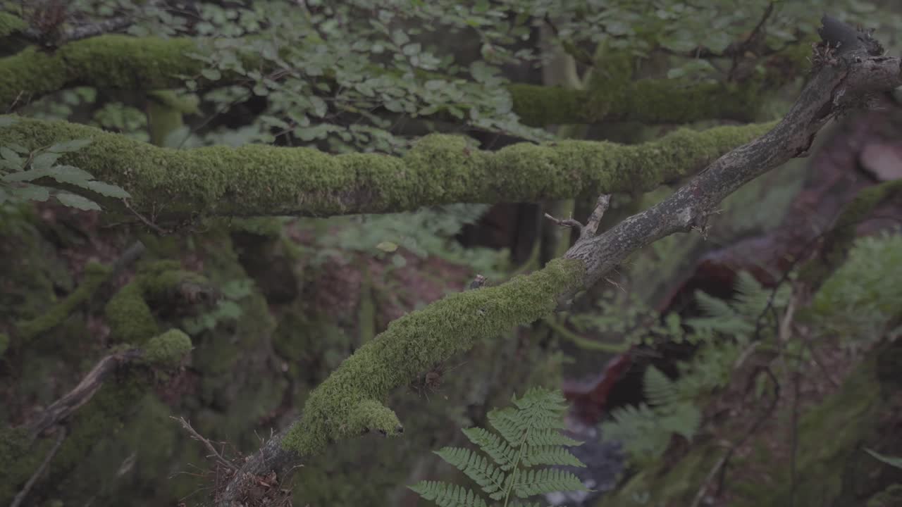 hermoso bosque verde con musgo que cubre las ramas de los árboles y suelo húmedo en escocia, reino unido