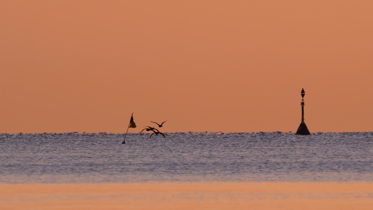 Large ship on the horizon as seagulls fly over gentle waves at sunrise near Gdynia Orłowo, in a tranquil seascape setting