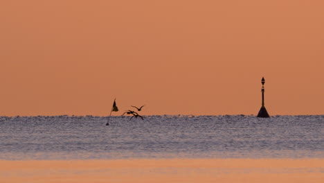 large ship on the horizon as seagulls fly over gentle waves at sunrise near gdynia orłowo, in a tranquil seascape setting