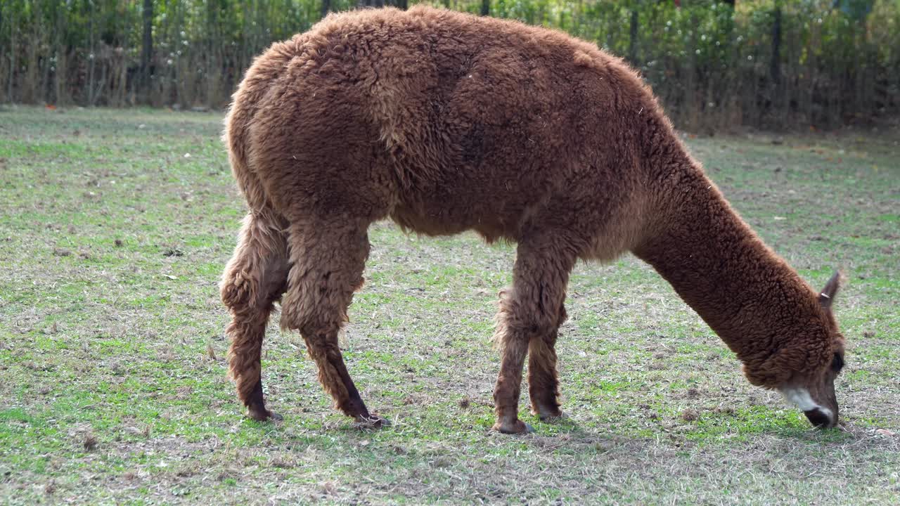 бурая альпака пасется на пастбище в детском зоопарке seoul grand park в квачхоне, сеул, южная корея
