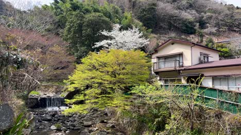 rural house in mountains of japan with cherry blossom tree