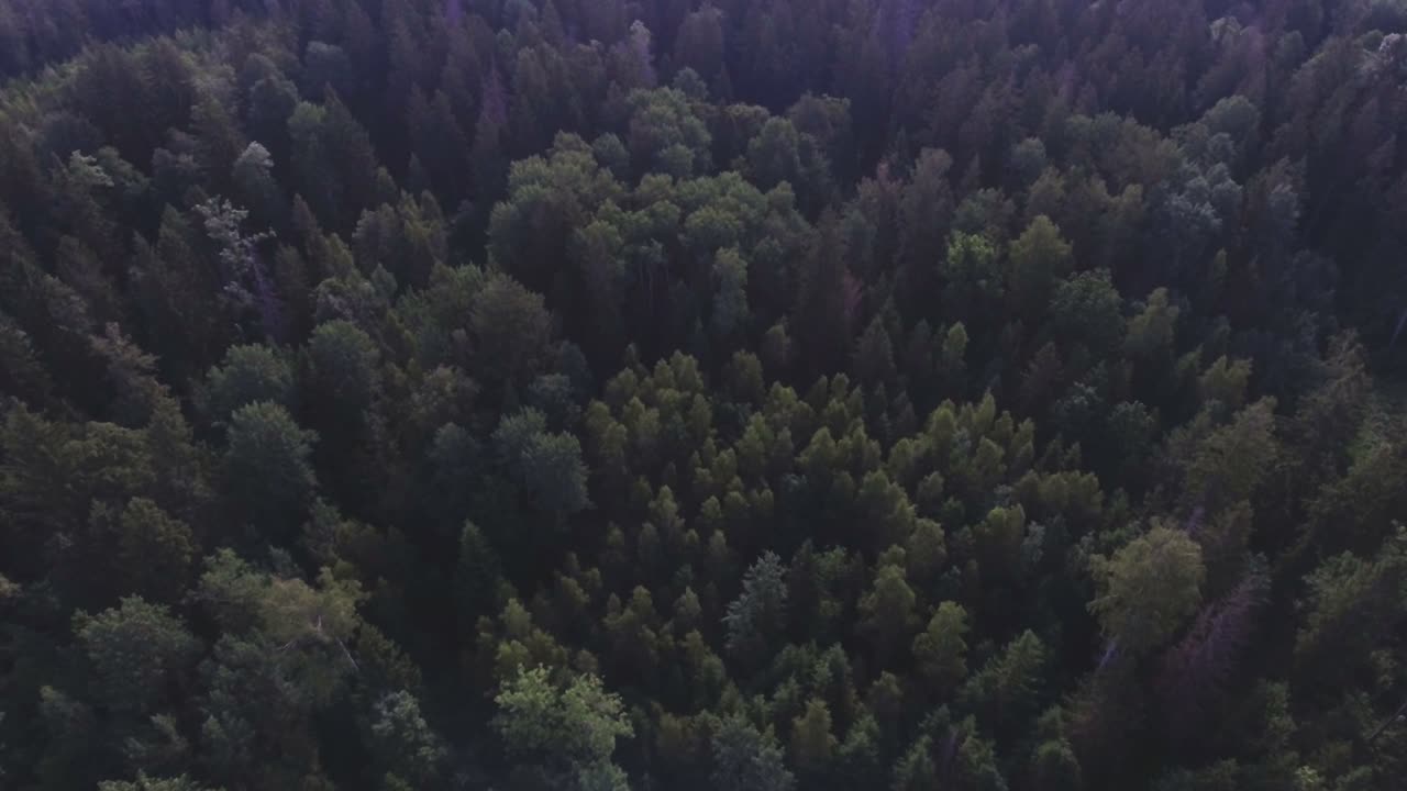 Vista aerea dall'alto delle cime degli alberi della foresta. Ripresa aerea con movimento a piedistallo verso il basso e inclinazione verso l'alto