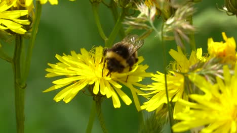 close up: bumblebee on dandelion flower working in nature during spring season