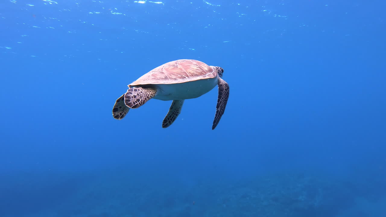 красивая подводная черепаха - плавает вблизи в открытой океанской воде, 4k