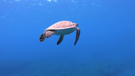 hermosa tortuga submarina - nadando de cerca en agua de mar abierto, 4k