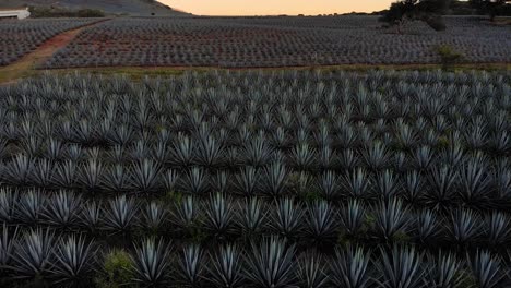 Blue-Algave-Fields-with-Tilt-Down-Drone-to-Reveal-Landscape-Views-During-Sunset-in-Tequila,-Mexico