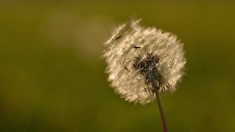 dandelion seed head blowing in the wind