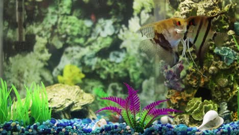 two adult angel fish slowly swimming in a medium sized household aquarium