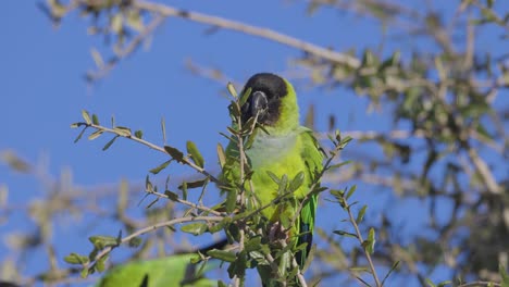 El-Periquito-Salvaje-De-Nanday-Se-Sienta-En-La-Rama-De-Un-árbol-Comiendo-Hojas-En-Florida