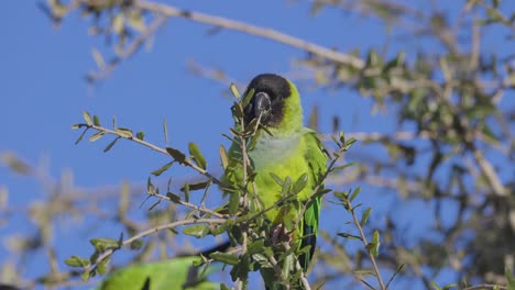 el periquito nanday salvaje se sienta en una rama de un árbol comiendo hojas en florida