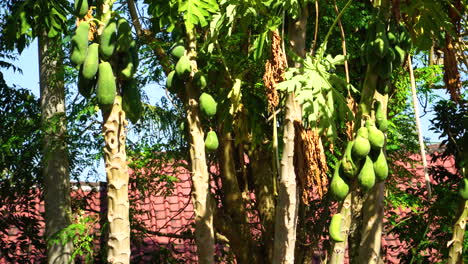 frutas de papaya creciendo en los árboles de la isla de lombok, indonesia