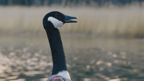 slomo close-up of canada goose by water and reeds opening its beak