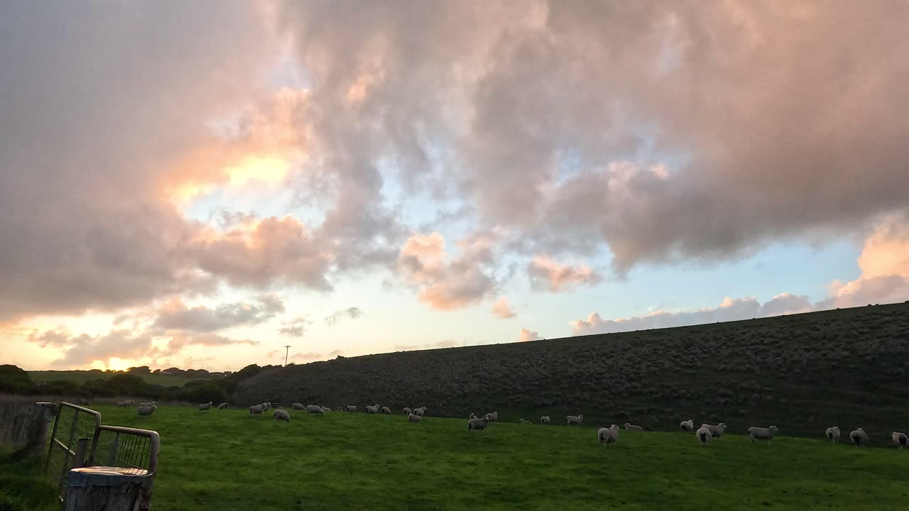 해가 지는 동안 언덕에서 양들이 먹이를 먹고 있다